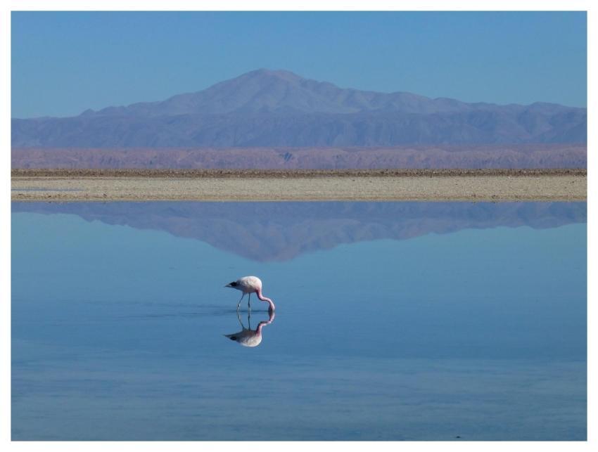Flamingo Bird Lake Desert