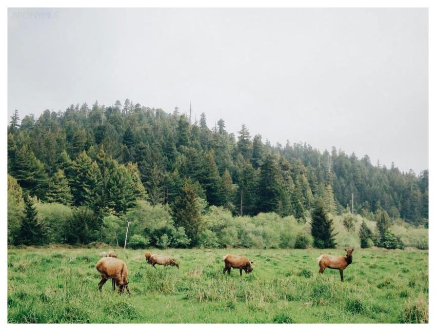 Group of deers grazing in a vibrant green forest m