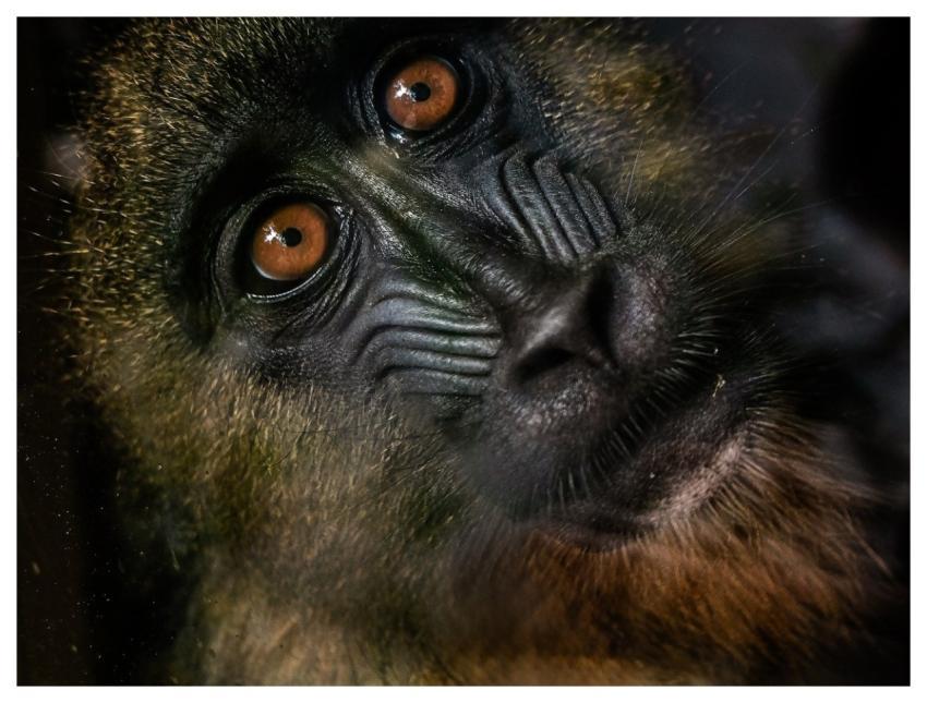 Monkey Animal Primate Wildlife