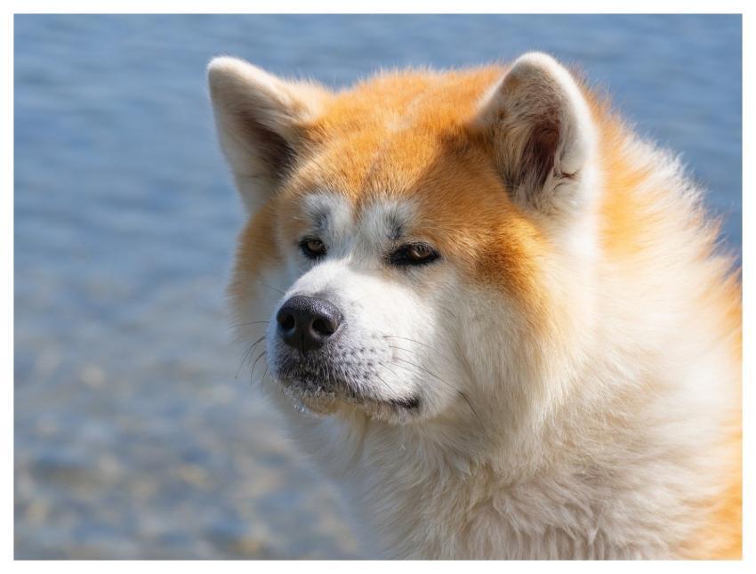 Dog Nature Pet Domestic Animal