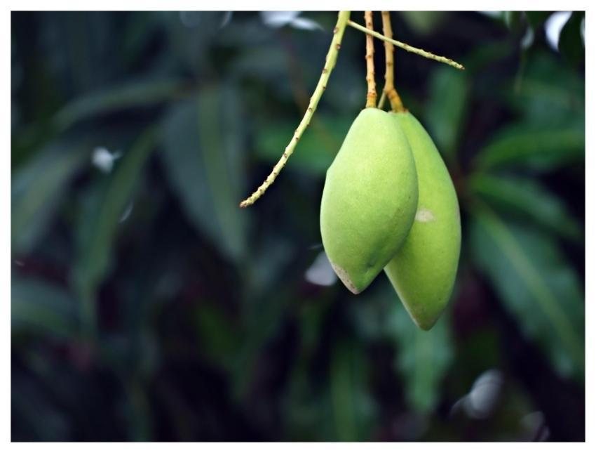 Mango Fruit Food Organic