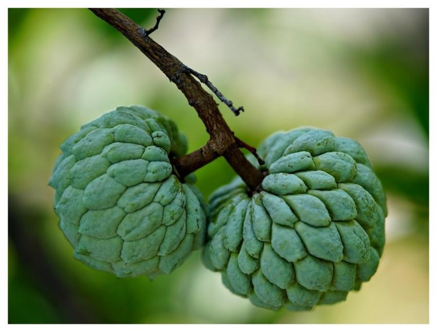 Custard Apple Fruit Sweet Food