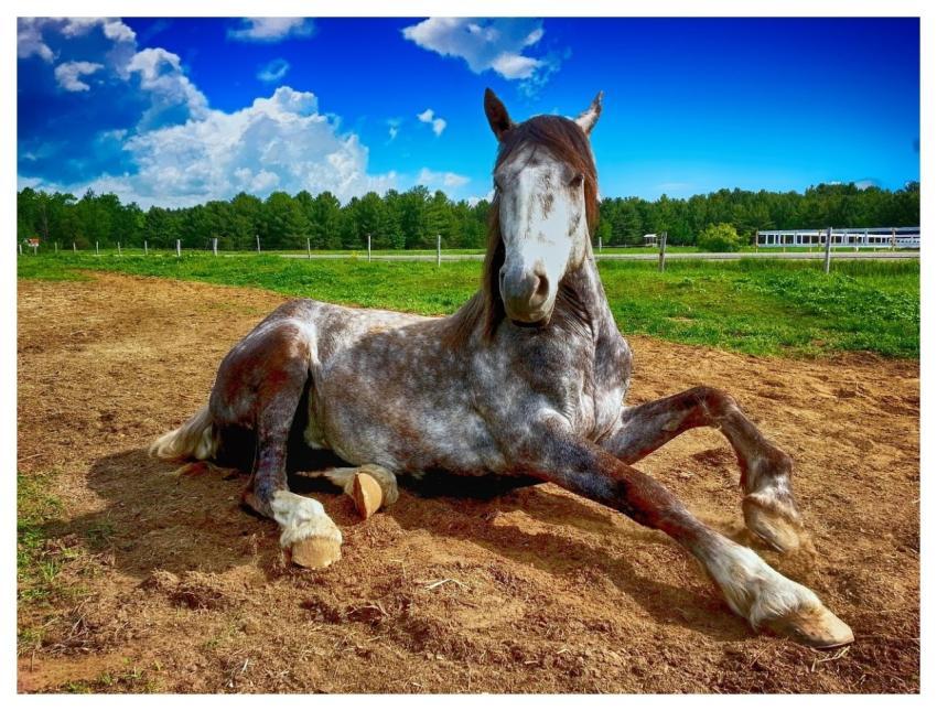 Horse Lying Down Farm Countryside