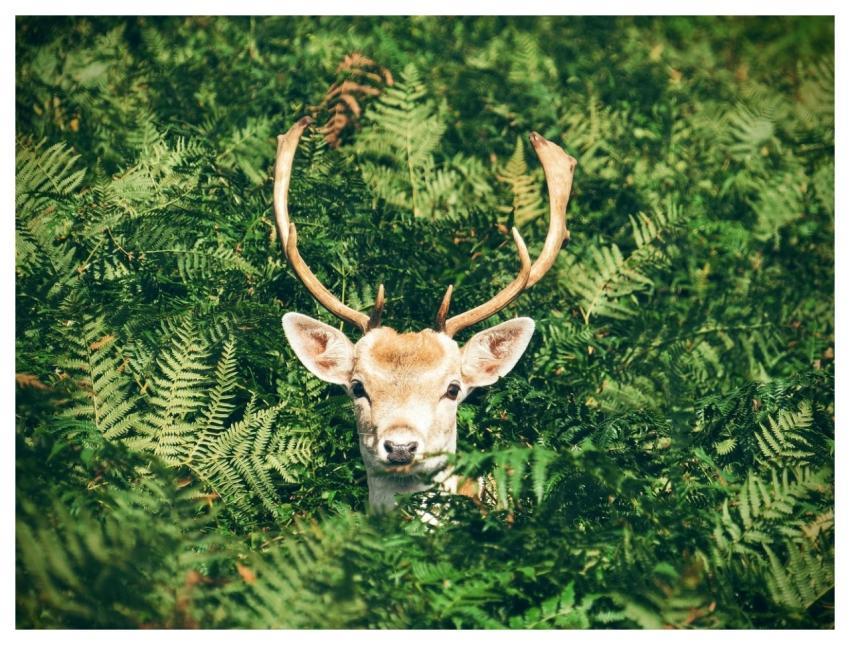 Antlers Buck Deer Leaves