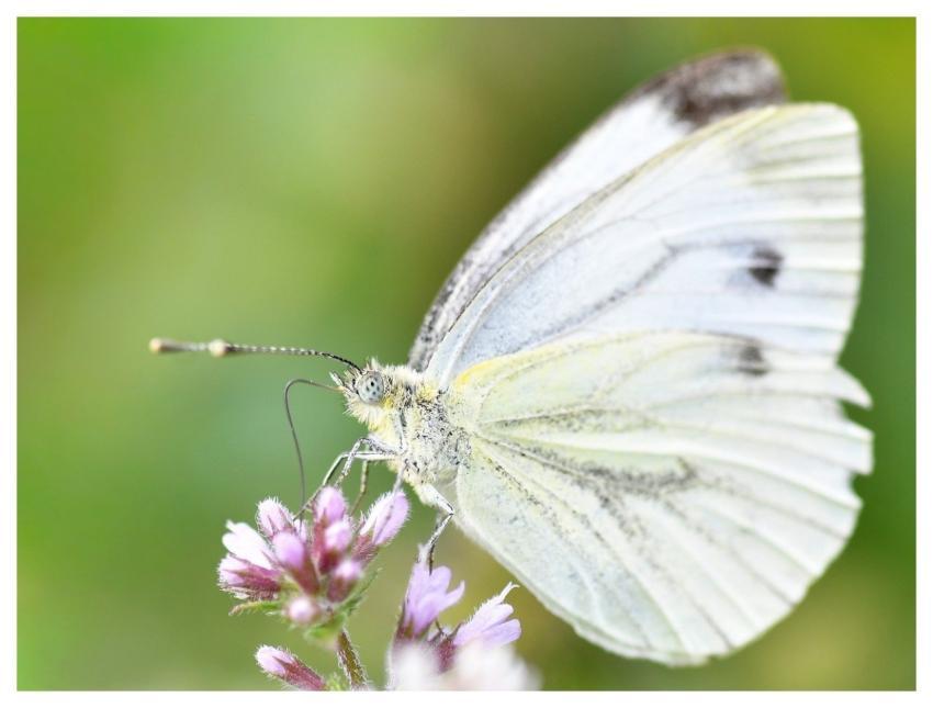 Butterfly Insect Nature Macro