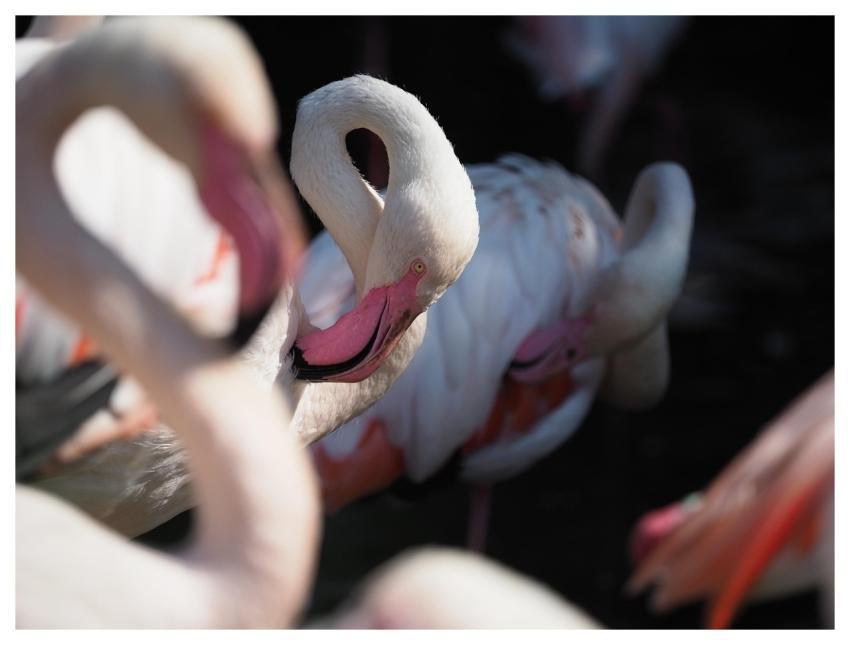 Bird Flamingo Nature Ornithology