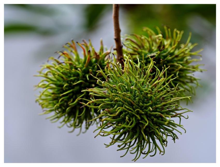 Rambutan Fruit Food Fresh