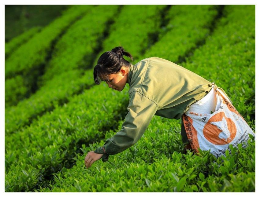 Tea Drink Green Vietnam