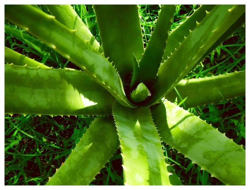Aloe Vera Aloe Plant Nature