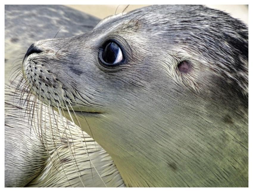 Seal Robbe Mammal Aquatic Animal