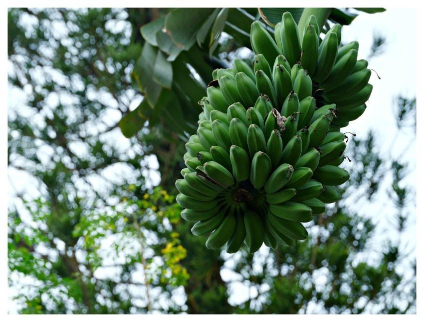 Banana Fruits Food Organic
