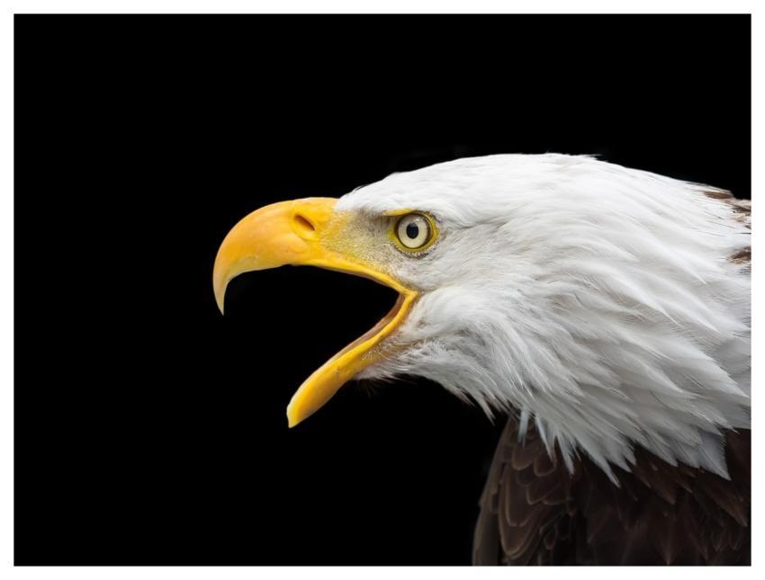 Bald Eagle Head Raptor Close Up