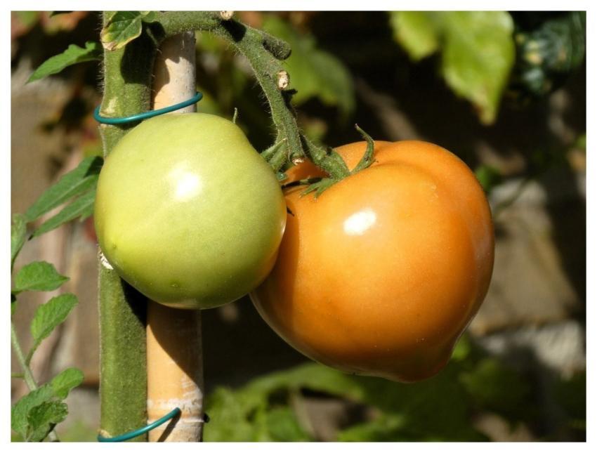 Tomatoes Green Immature Food