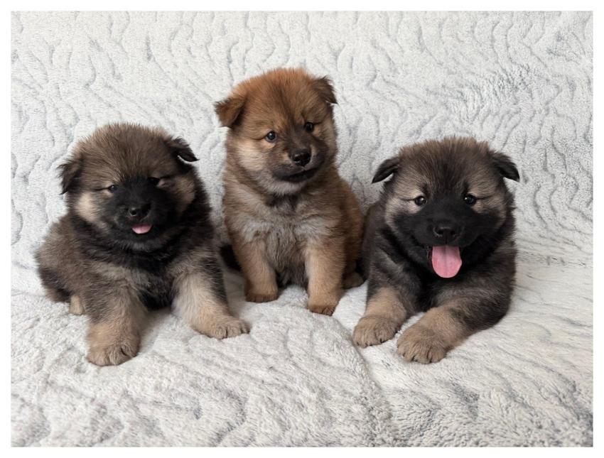 Eurasier Puppies Dog Canine Animal
