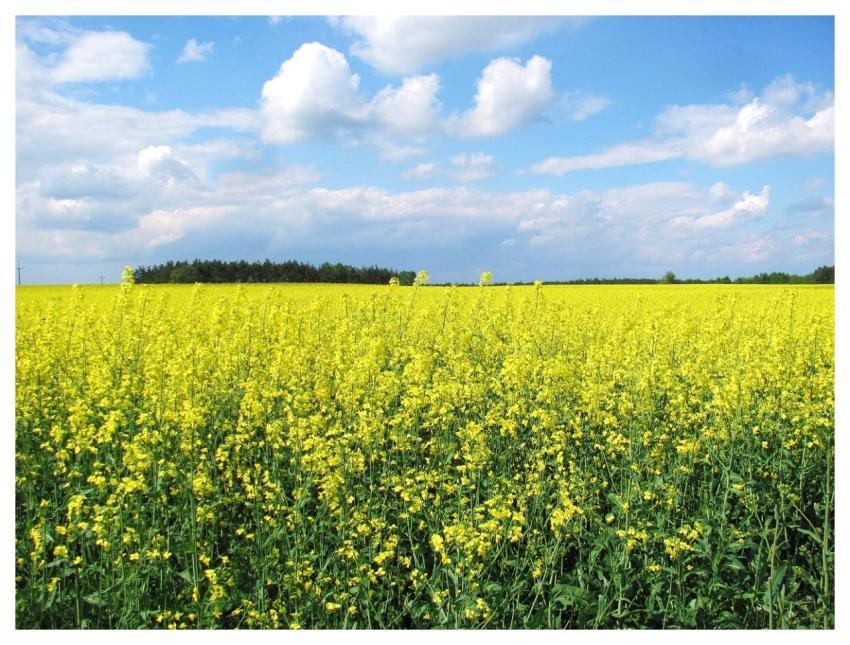 Field Nature Farming Landscape