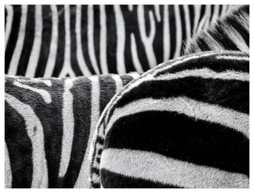 Zebra Stripes Fur Striped Fur