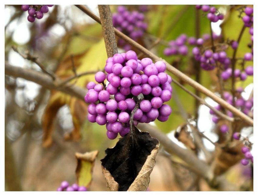 Callicarpa Shrub Nature Garden