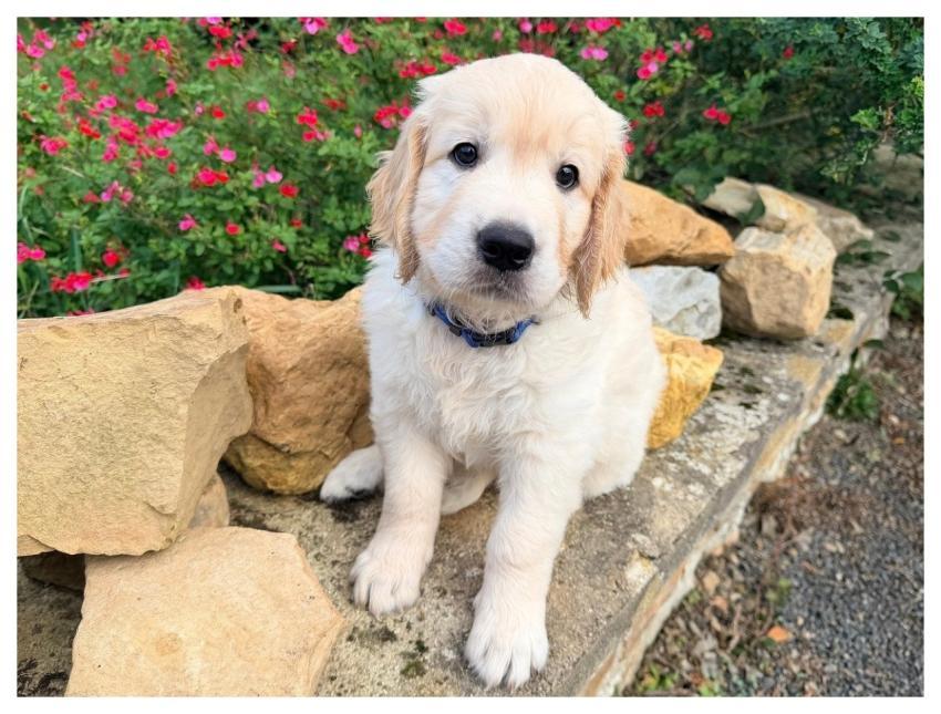 Golden Retriever Puppy Animal Nature Dog