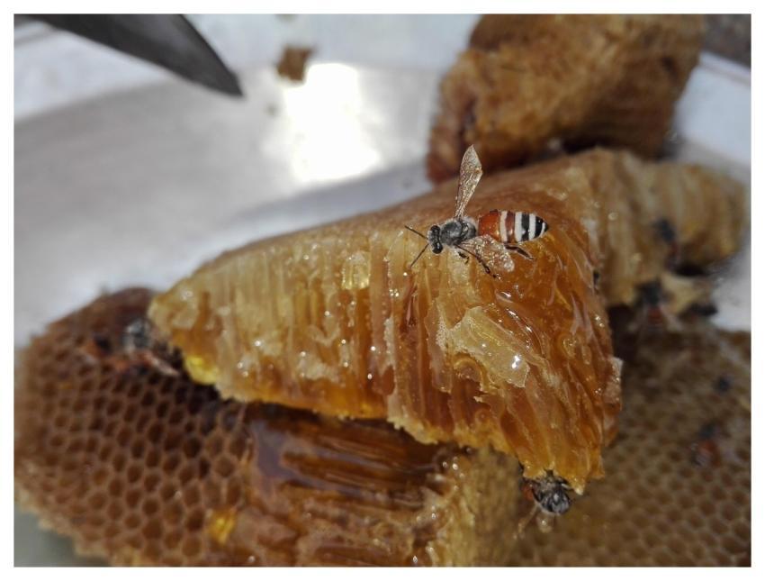 Bee Honey Focus Wings