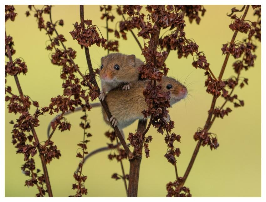 Nature Wildlife Mammal Fauna