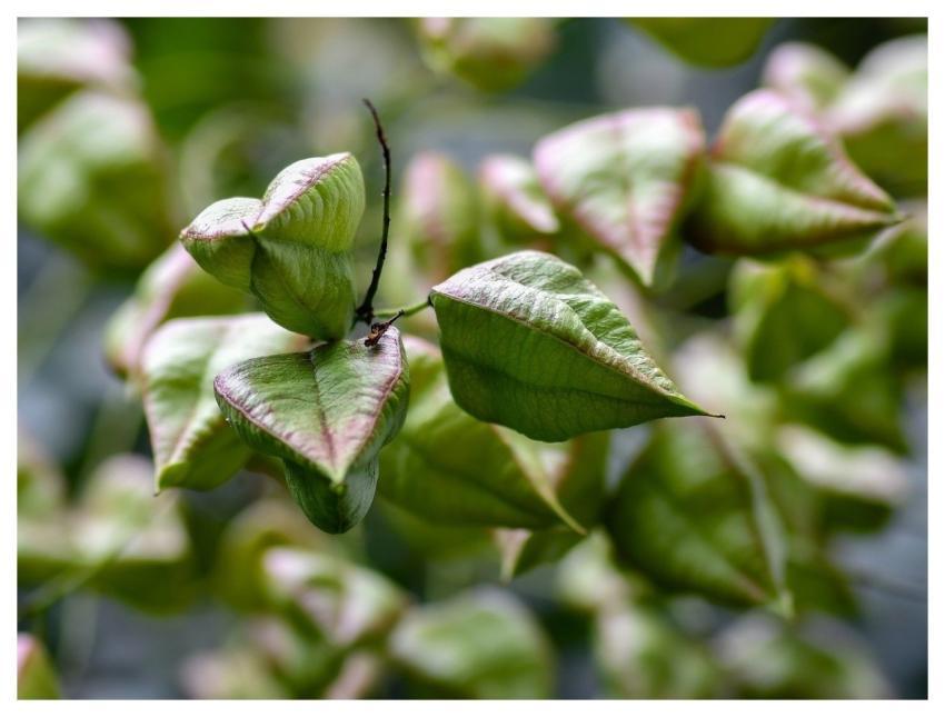 Heart Peas Fruit Tree Green