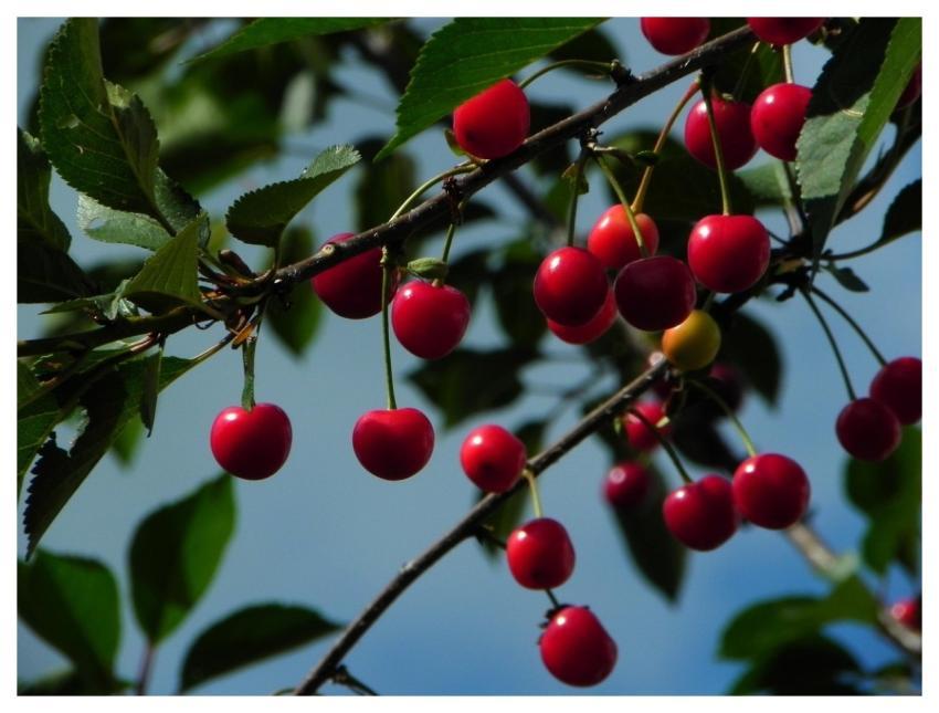 Cherries Sour Cherries Morello Fruit