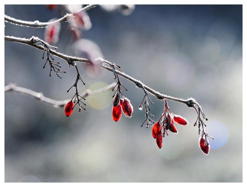 Frost Winter Nature Cold