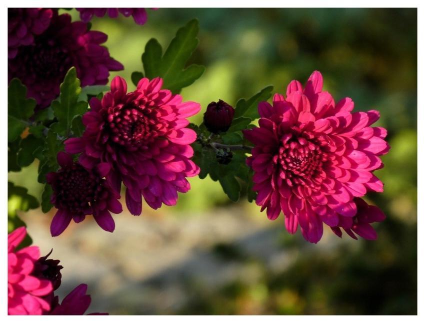 Chrysanthemum Autumn Blossom Nature