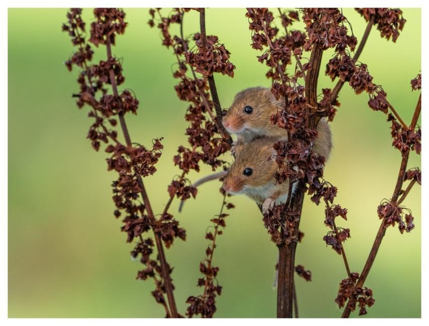 Nature Wildlife Mammal Fauna