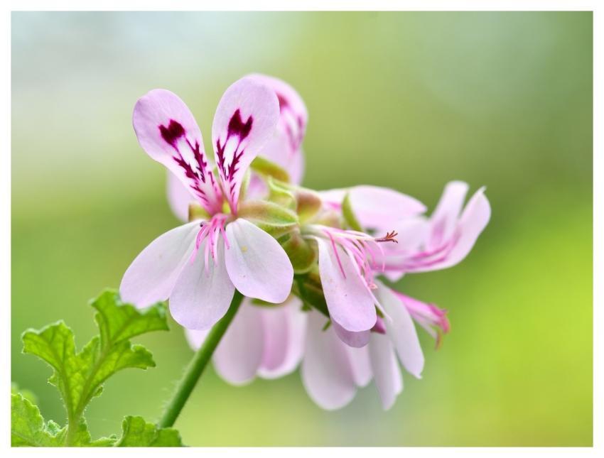 Geranium Flowers Macro Pink