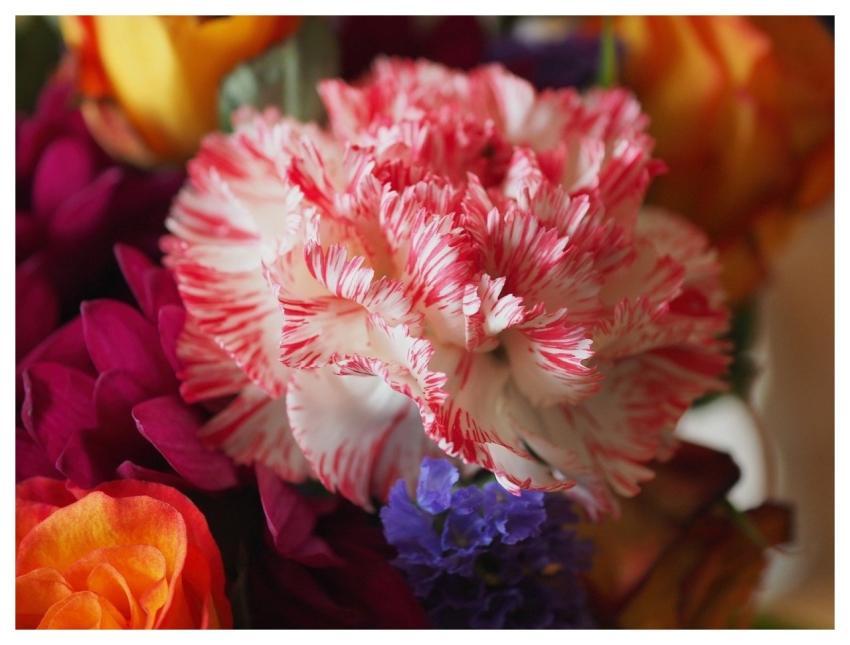 Flower Carnation White And Pink Close-Up