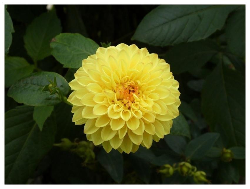 Dahlia Flower Petals Garden
