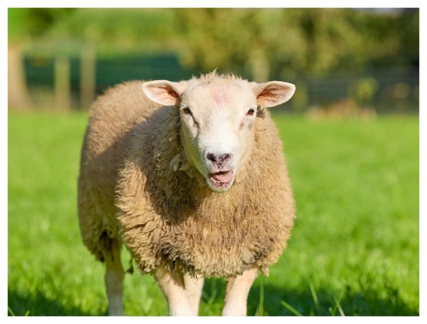 Sheep Lamb Animal Farm