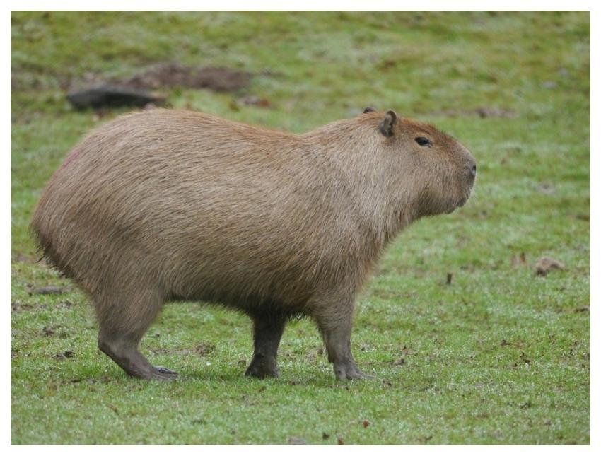 Capybara Rodent Mammal Animal