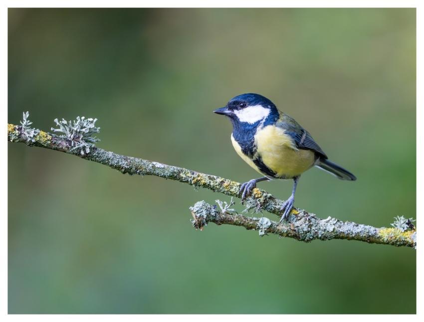 Bird Nature Wildlife Plumage