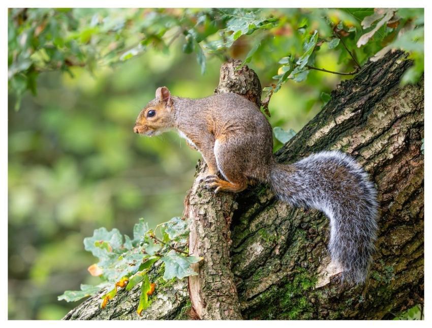 Grey Squirrel Squirrel Nature Animal