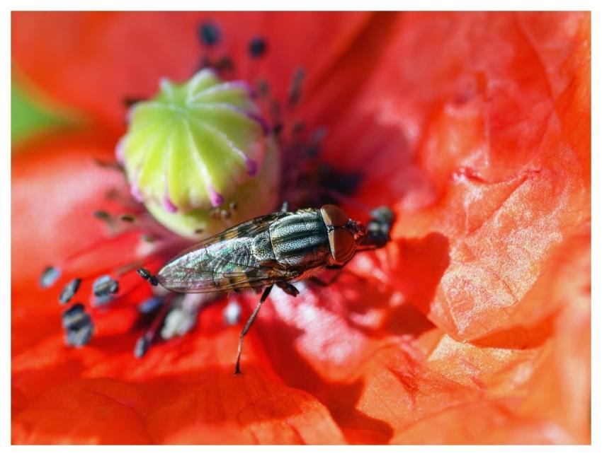 Fly Insect Macro Poppy