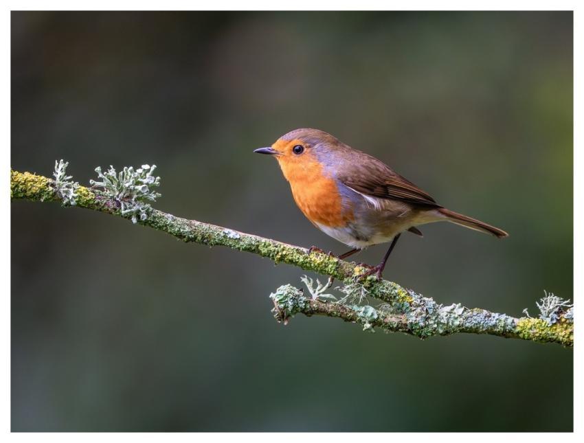 Bird Nature Wildlife Plumage