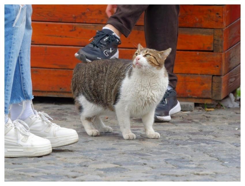 Cat Pet Feline Animal