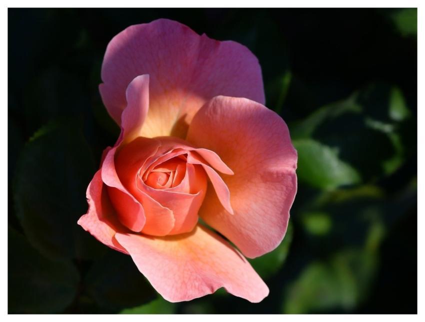 Pink Flower Flower Wallpaper Petals