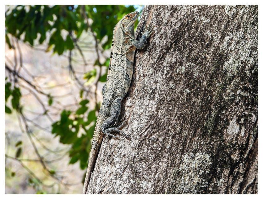 Reptile Lizard Nature Trunk