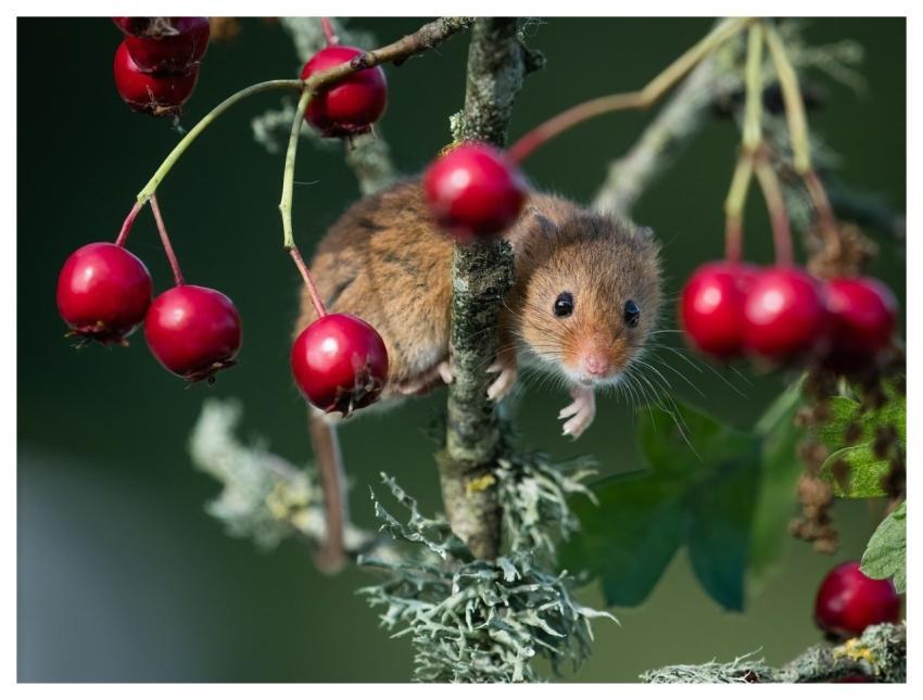 Nature Wildlife Mammal Fauna