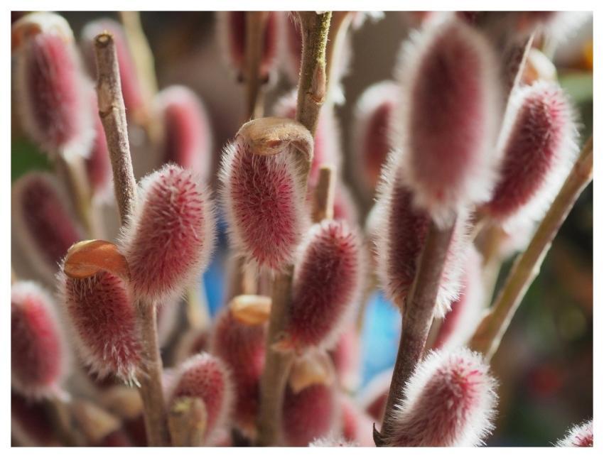 Pussy Willow Spring Macro Closeup