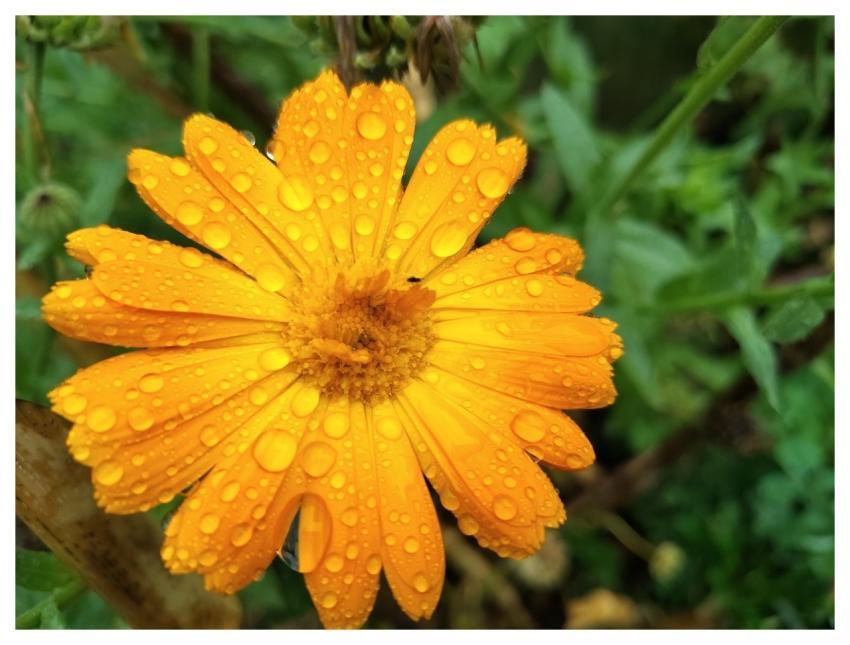 Flower Petal Water Drops Calendula