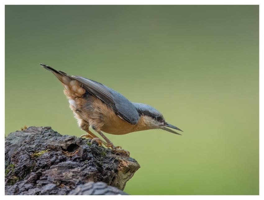 Bird Nature Wildlife Plumage