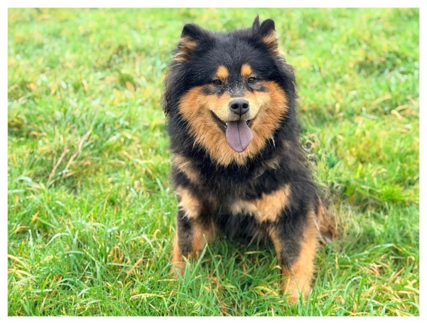 Eurasier Valley Female Eurasier Dog Canine