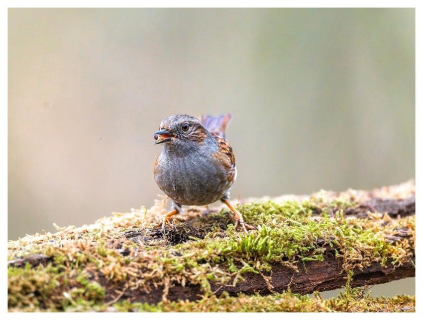 Dunnock Bird Animal Prunella Modularis