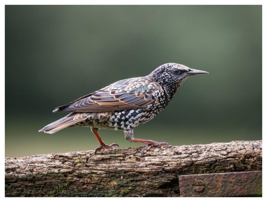Bird Nature Wildlife Plumage
