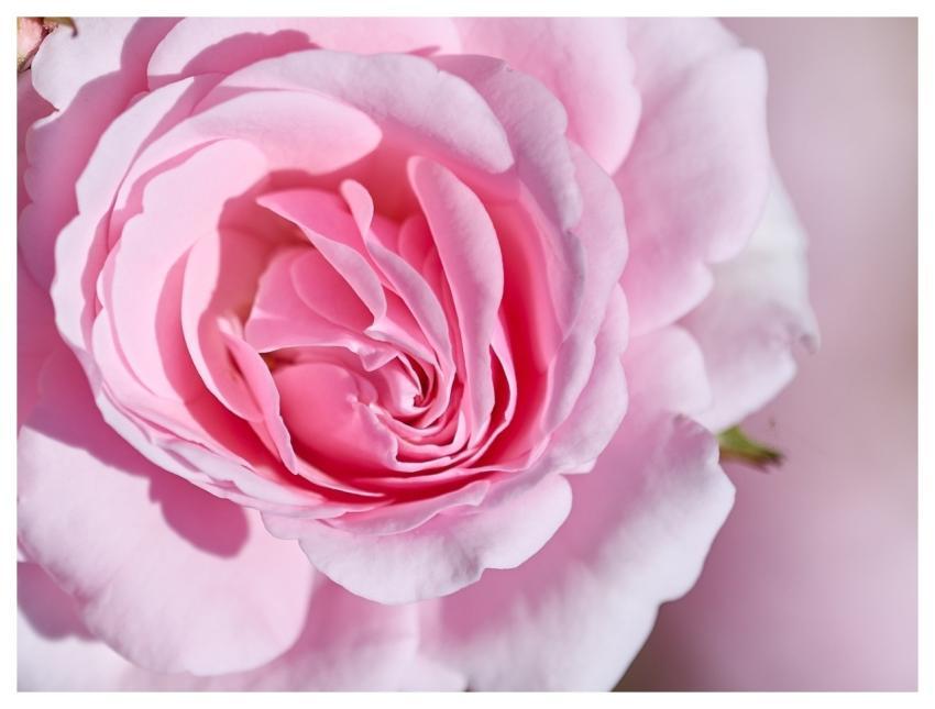 Fine Art Nature Beautiful Flowers Hd Wallpaper