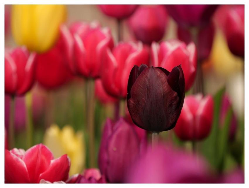 Tulips Bloom Garden Spring